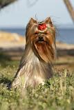 YORKSHIRE TERRIER 371